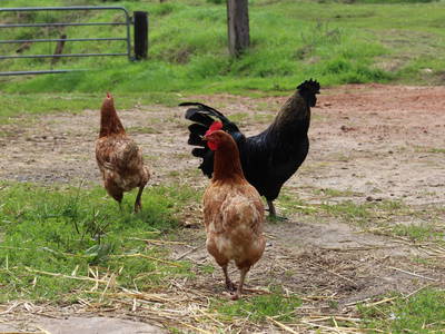 Unser stolzer Hahn Albrecht mit seinen Hennen