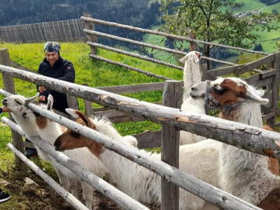 Lamatrekking in der Nachbarschaft möglich