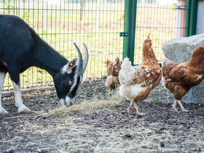 Bild 13 aus  Bauernhof Härtel