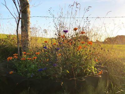 Bild 15 aus  Hof Hospitalmühle