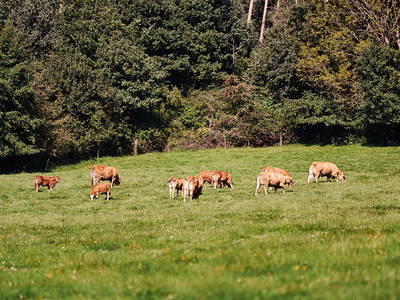 Bild 16 aus  Ferienhof Larrieder Mühle