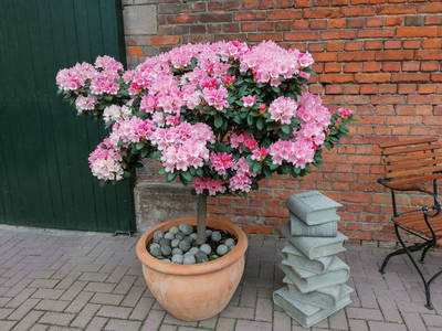 Bild 17 aus  Ferienwohnung Strüver