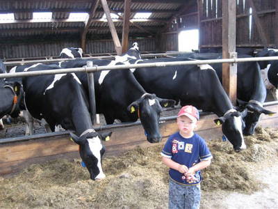 Bild 17 aus  Bauernhof Sauer