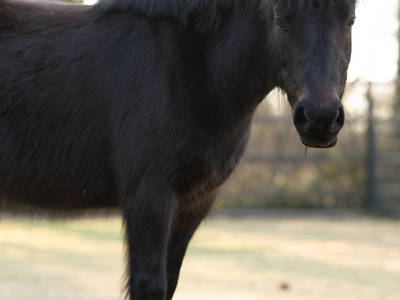 Bild 21 aus  Ferienhaus / Chalet auf dem Gestüt Lohhof mit Kinderreiten oder Pony Reiten
