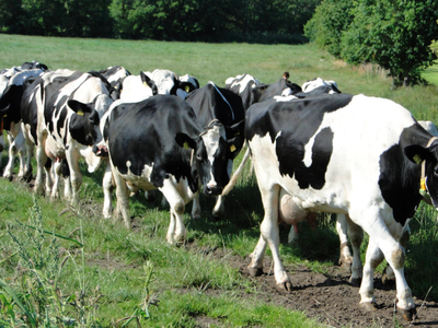 Bild 15 aus  Ferienhof Gerstandt