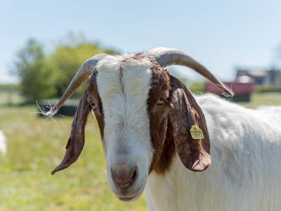 Bild 10 aus  Lindenhof