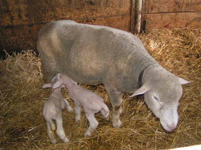 Bild 61 aus  Familien-Bauernhofurlaub im Herzen der Schweiz