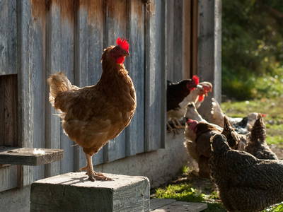 Bild 14 aus  Ferienhof Hitzelberger