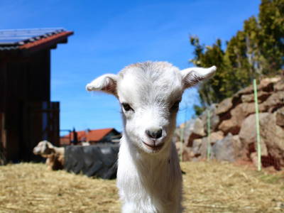 Zwergziege "Greta"