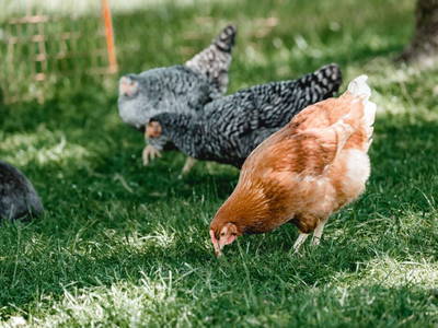 Bild 24 aus  Kimpelehof