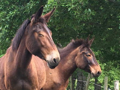 Bild 58 aus  Casa Bivignano