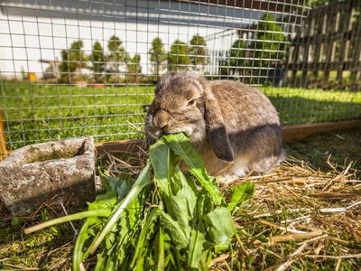 Bild 21 aus  Untersüßgut & Almidylle