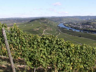 Bild 21 aus  Ferres Weingut