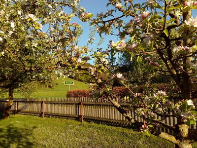 Apfelblüte im Garten
