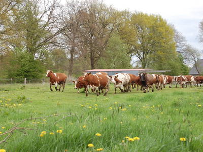 Bild 9 aus  Schümannhof