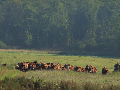 Bild 18 aus  FerienGut Dalwitz     www.feriengutdalwitz.de