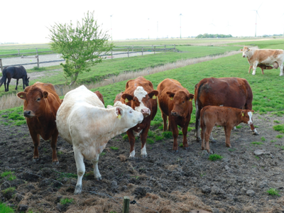 Bild 8 aus  Ferienhof Martens