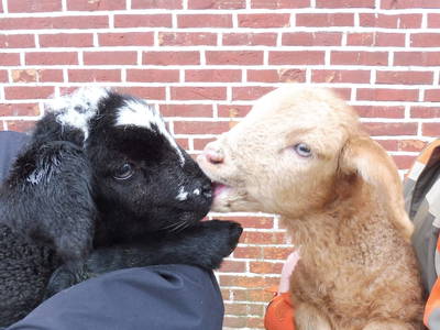 Bild 4 aus  Ferienhof Wichmann