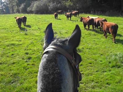 Bild 39 aus  FerienGut Dalwitz     www.feriengutdalwitz.de