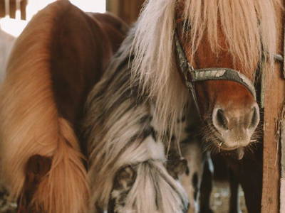 Bild 9 aus  Birkenhof - Ferienhof, Landcafé & Rösterei