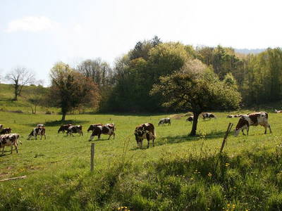 Bild 10 aus  Eselhof Le Certeau