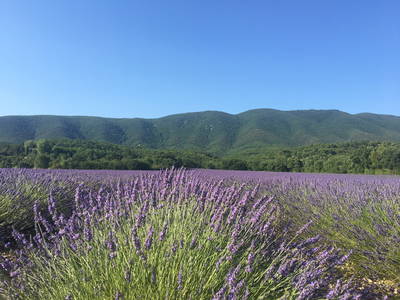 Bild 29 aus  Domaine de La Bastidonne (PROVENCE-LUBERON)