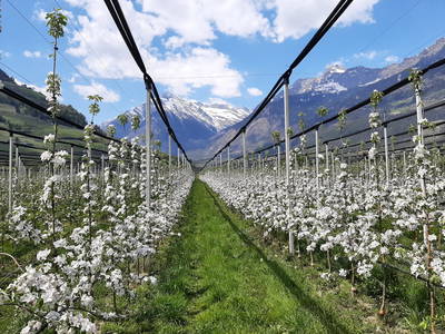 Bild 23 aus  Sittnerhof Meran - Tradition seit 1366 -  ein Kleinod in der Stadt - in der Kurstadt Meran.