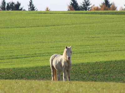 Bild 28 aus  LandSelection Grieshof