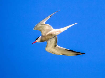 Flussseeschwalbe-Ferienhaus-Baumhaus-Wesertal-Auenlandschaft-Hohenrode-Foto: Kathy Büscher
