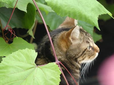 Garfield unser Hoftiger