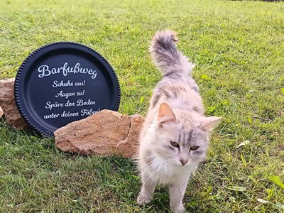 Bild 12 aus  Natur Erlebnishof Aumayr