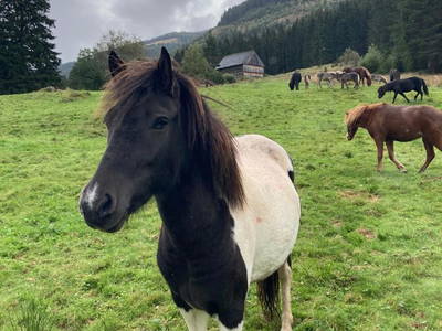 Bild 268 aus  Der Perweinhof