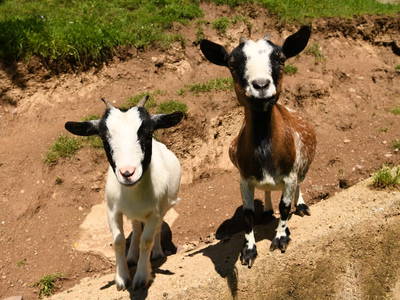 Bild 175 aus  Panorama Hof Fa. Sereinig