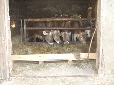 Bild 11 aus  Schwoaga