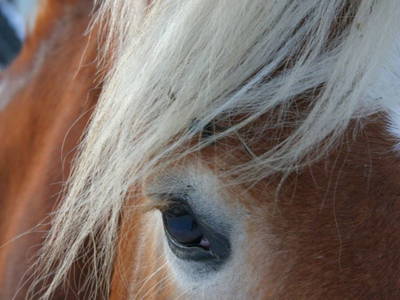 Bild 28 aus  Schaglhof