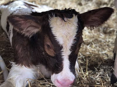 Bild 54 aus  Margreitterhof