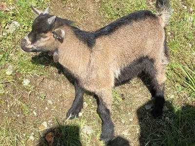 Bild 91 aus  Stegerhof