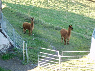 Bild 30 aus  Biberle Hof