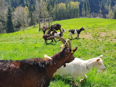 Bild 96 aus  Stroneggerhof