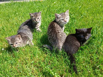 Bild 14 aus  Naturparkbauernhof - Kaiserhof