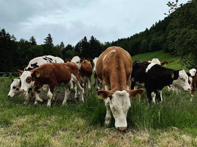 Bild 49 aus  Oberhaslachhof