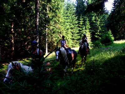 Bild 98 aus Bauernhof Pension Juri