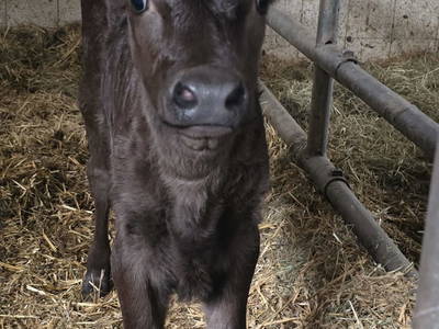 Bild 30 aus  Santnergut