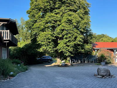 Unser Kastanienbaum auf dem Hof in voller Pracht