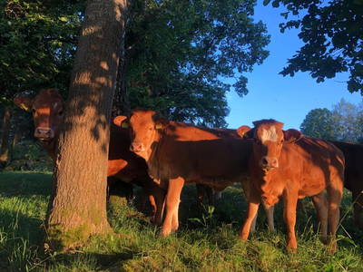 Bild 10 aus Wandlhof - Fam. Prager