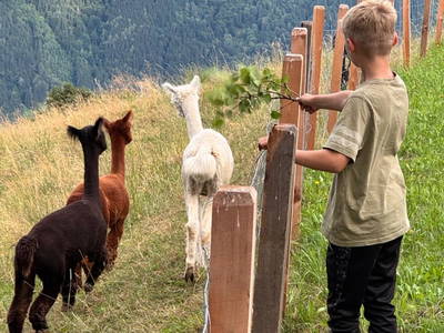 Bild 146 aus  Wallneralm