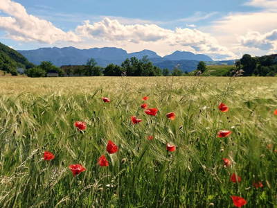 Bild 28 aus  Traunsee - Chalet am Götschhof
