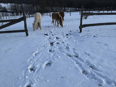 Bild 22 aus  Hof zum Kleinod