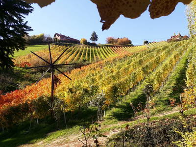 Bild 4 aus  Weingut Stoff