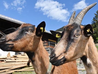 Bild 29 aus  Klosterhof Maria Hilf